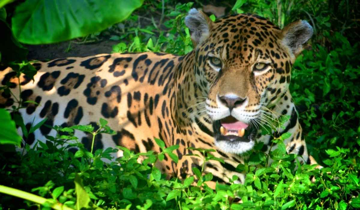 tours a iquitos (4)